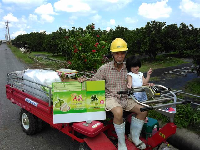 柚子 產品圖片（圖片編號 729813）