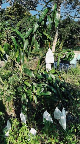 芒果 產品圖片（圖片編號 730023）