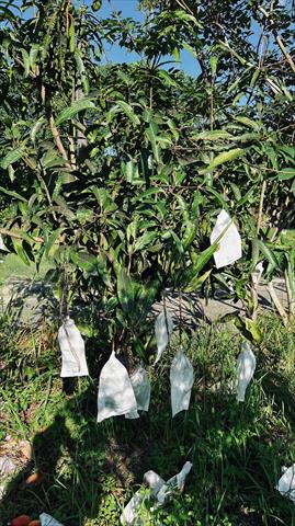 芒果 產品圖片（圖片編號 730024）