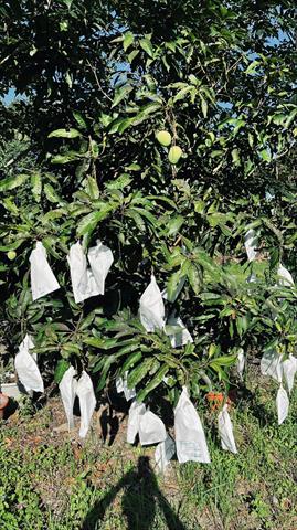 芒果 產品圖片（圖片編號 730025）