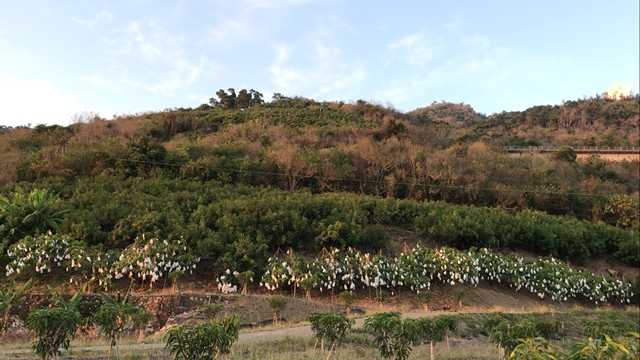 芒果 產品圖片（圖片編號 730532）