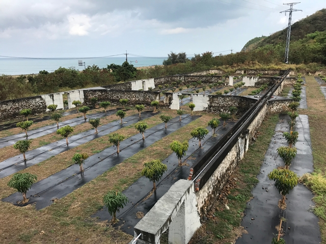 芒果 產品圖片（圖片編號 730536）