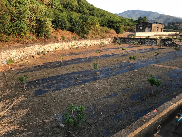 荔枝 產品圖片（產品編號 534670）