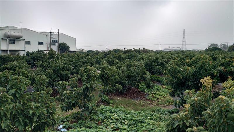 酪梨 產品圖片（產品編號 534906）