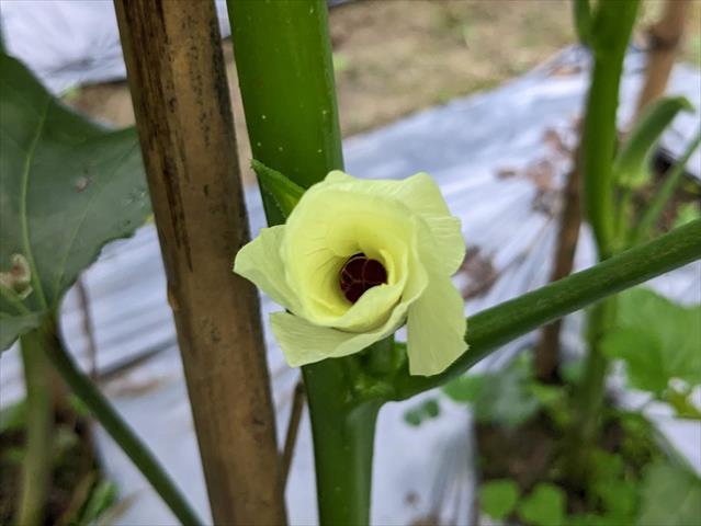 黃秋葵(羊角豆,秋葵) 產品圖片（圖片編號 731021）