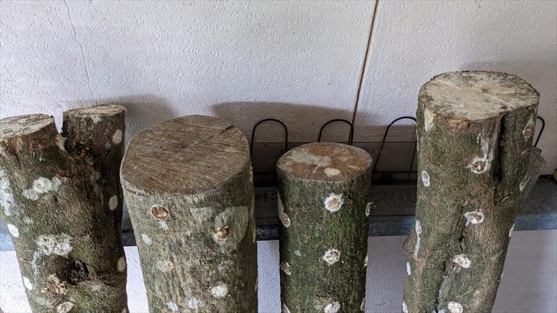 香菇 產品圖片（產品編號 534974）