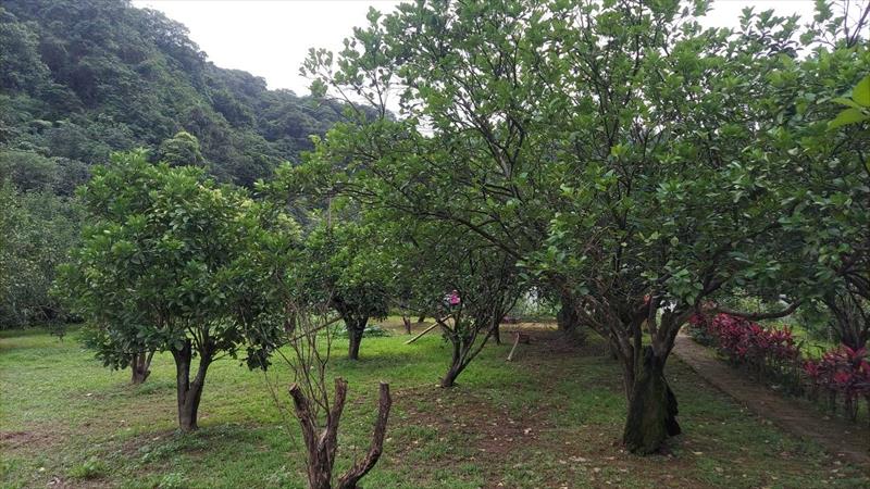 文旦柚 產品圖片（圖片編號 731036）