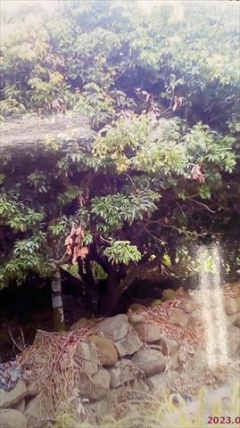 荔枝 產品圖片（圖片編號 731051）