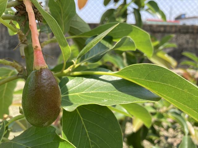 酪梨 產品圖片（圖片編號 731082）