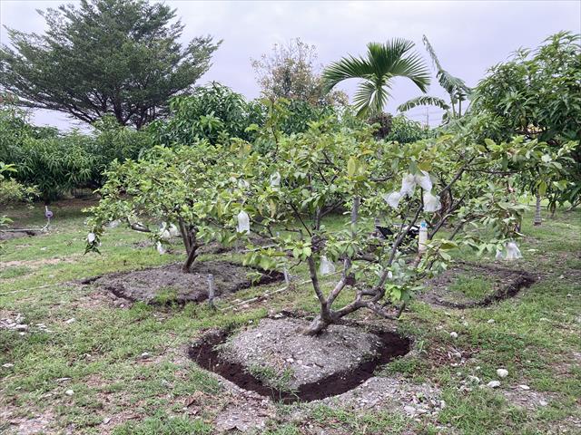 番石榴(芭樂) 產品圖片（圖片編號 731083）