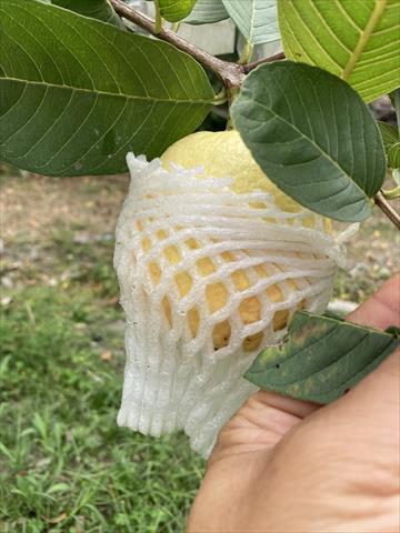 番石榴(芭樂) 產品圖片（圖片編號 731088）