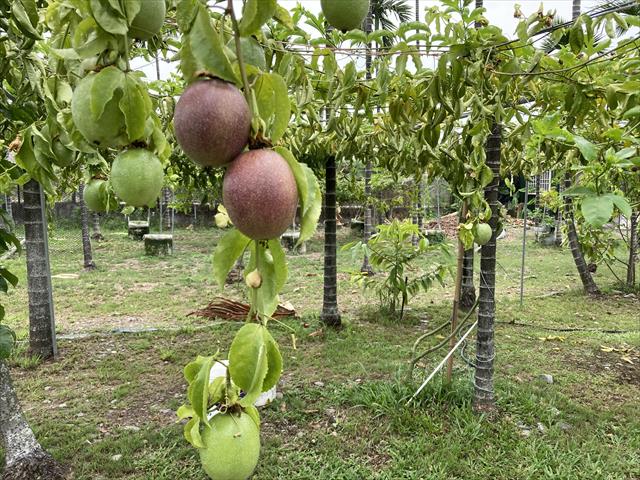 百香果 產品圖片（圖片編號 731091）