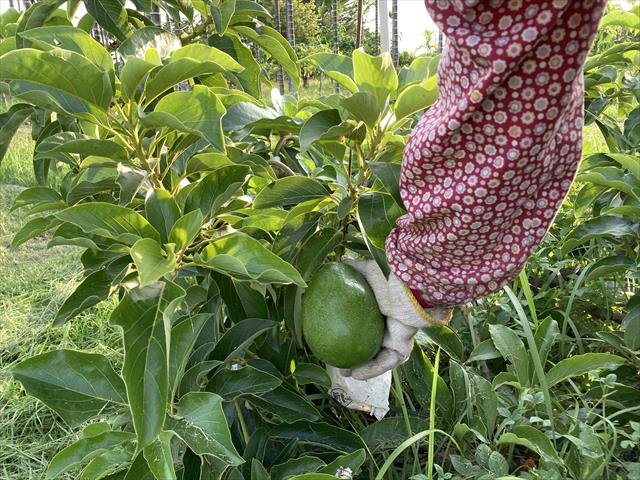 酪梨 產品圖片（圖片編號 731092）