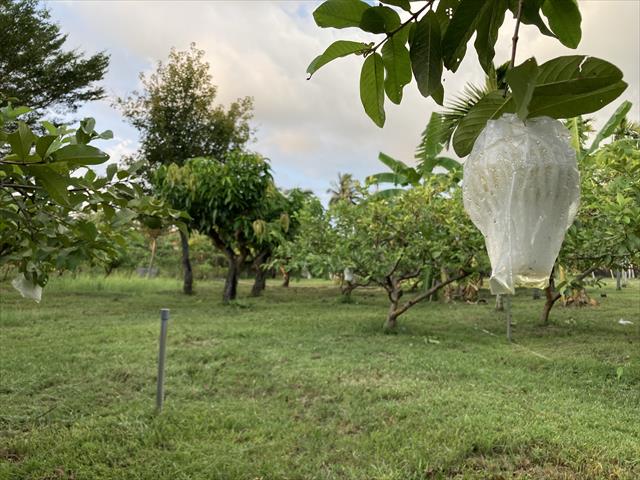 番石榴(芭樂) 產品圖片（圖片編號 731094）