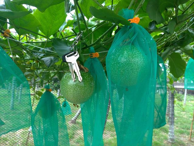 百香果 產品圖片（圖片編號 731095）