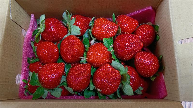 草莓 產品圖片（圖片編號 731265）