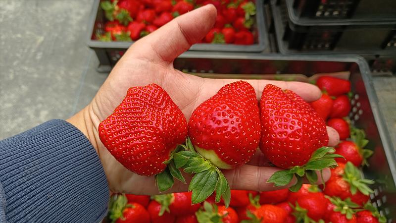 草莓 產品圖片（圖片編號 731267）