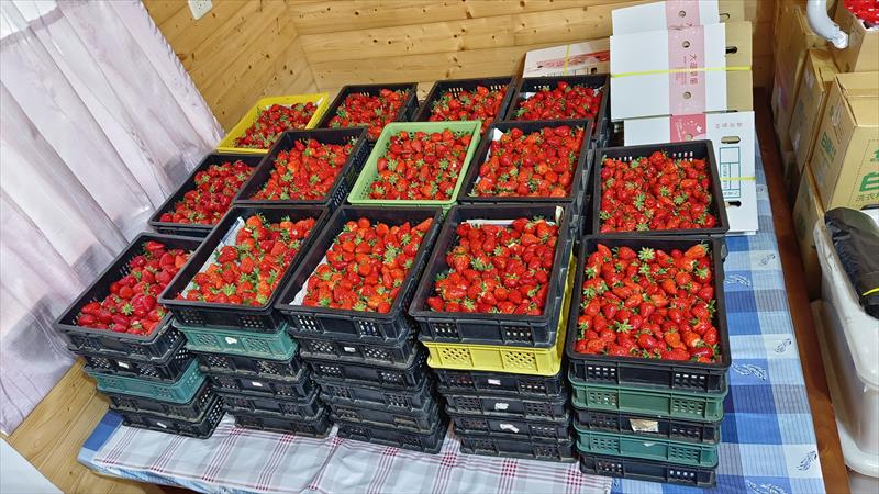 草莓 產品圖片（圖片編號 731268）