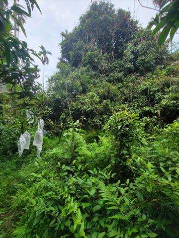 荔枝 產品圖片（產品編號 535479）