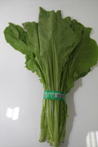 不結球萵苣(A菜,妹仔菜) 產品圖片（圖片編號 732259）