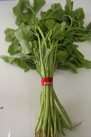莧菜(刺莧菜) 產品圖片（圖片編號 732264）