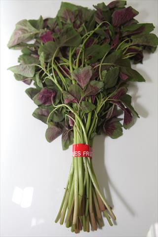 莧菜(刺莧菜) 產品圖片（圖片編號 732266）