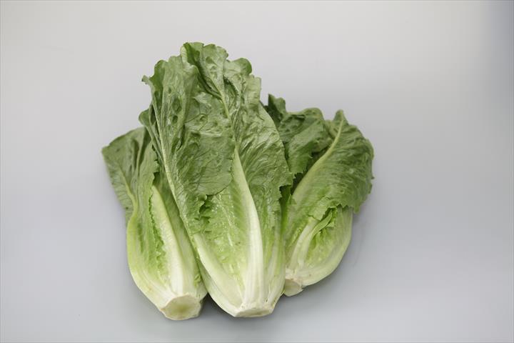 半結球萵苣(大陸妹) 產品圖片（圖片編號 732279）
