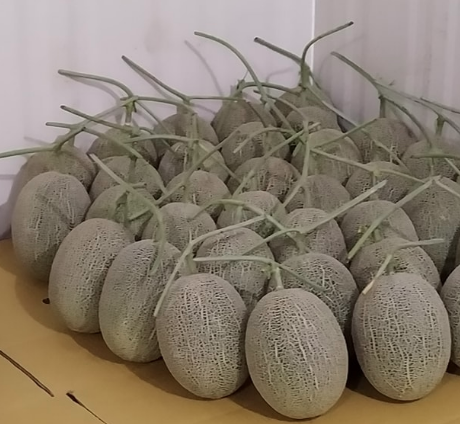 洋香瓜(哈蜜瓜) 產品圖片（產品編號 536162）