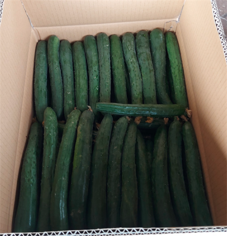 小黃瓜(花胡瓜) 產品圖片（產品編號 536163）