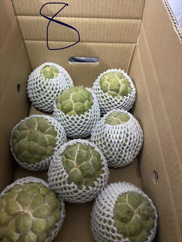 番荔枝(釋迦) 產品圖片（產品編號 536262）