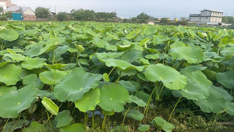 蓮藕 產品圖片（圖片編號 733441）