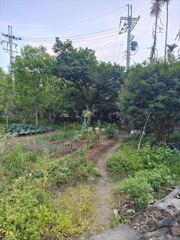 柿子 產品圖片（圖片編號 733461）