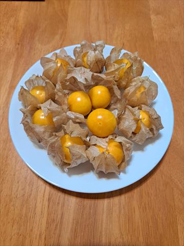 燈籠果 產品圖片（產品編號 536627）