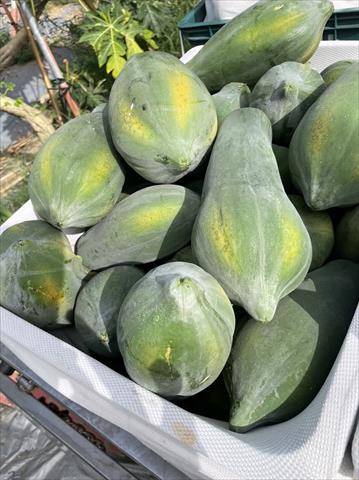 木瓜 產品圖片（圖片編號 733694）