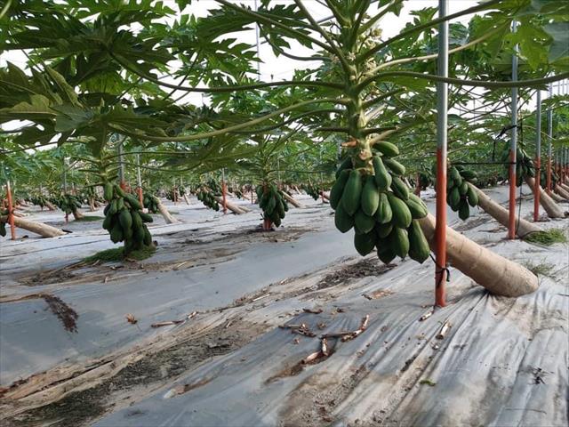 木瓜 產品圖片（圖片編號 733696）