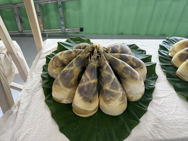 竹筍 產品圖片（產品編號 537617）