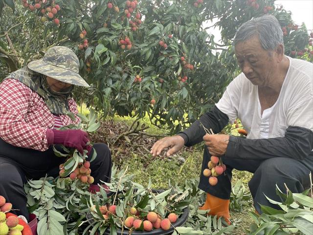 荔枝 產品圖片（圖片編號 734991）