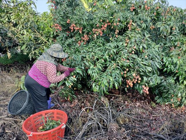 荔枝 產品圖片（圖片編號 734992）