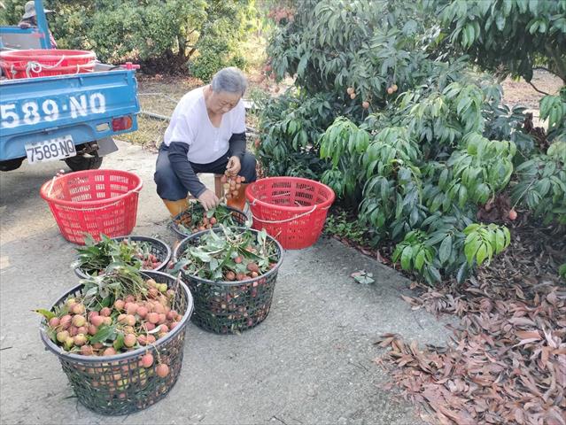 荔枝 產品圖片（圖片編號 734993）
