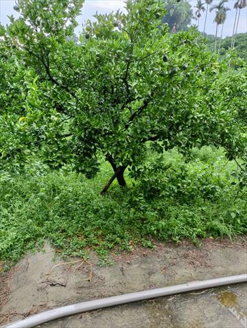 椪柑 產品圖片（圖片編號 735017）