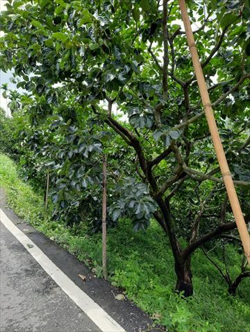 柿子 產品圖片（圖片編號 735026）