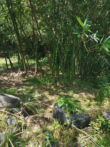 竹筍 產品圖片（圖片編號 735222）