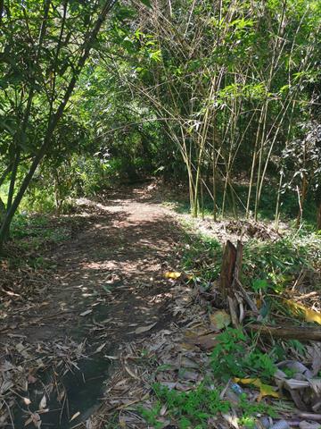 竹筍 產品圖片（圖片編號 735223）