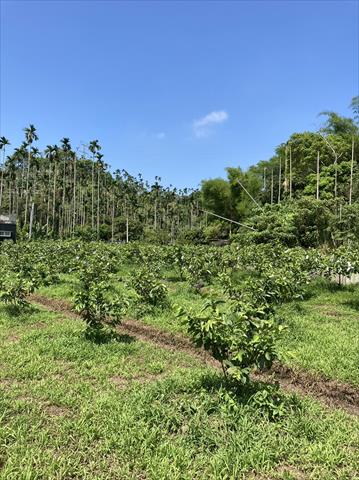 番石榴(芭樂) 產品圖片（產品編號 538305）