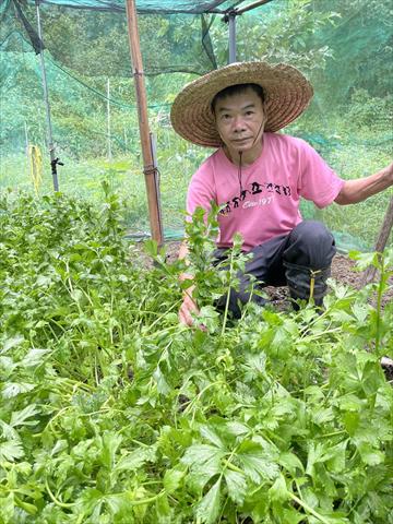 芹菜(西洋芹) 產品圖片（產品編號 538360）