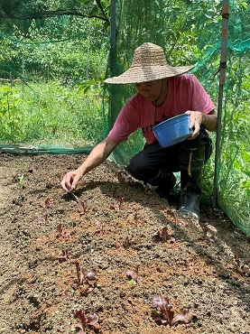 萵苣 產品圖片（產品編號 538361）