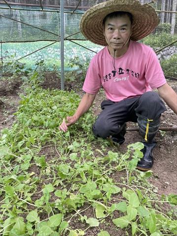 芝麻菜 產品圖片（產品編號 538363）
