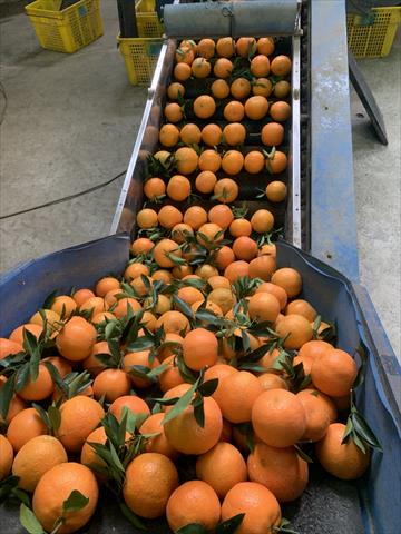 桶柑 產品圖片（圖片編號 736864）