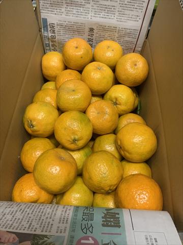椪柑 產品圖片（產品編號 538730）
