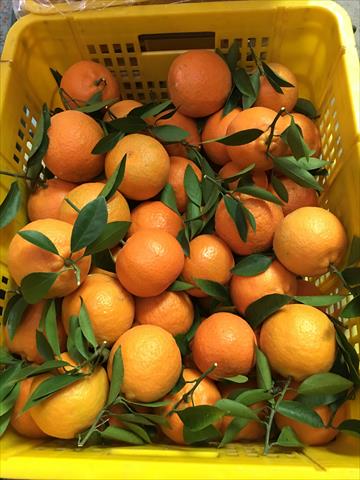 桶柑 產品圖片（圖片編號 736868）